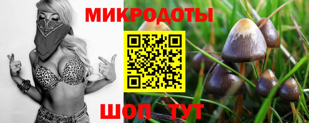 Галлюциногенные грибы Psilocybine cubensis Протвино
